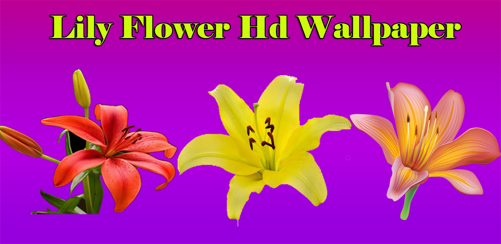 Beautiful Red Flowers - HD Wallpaper 