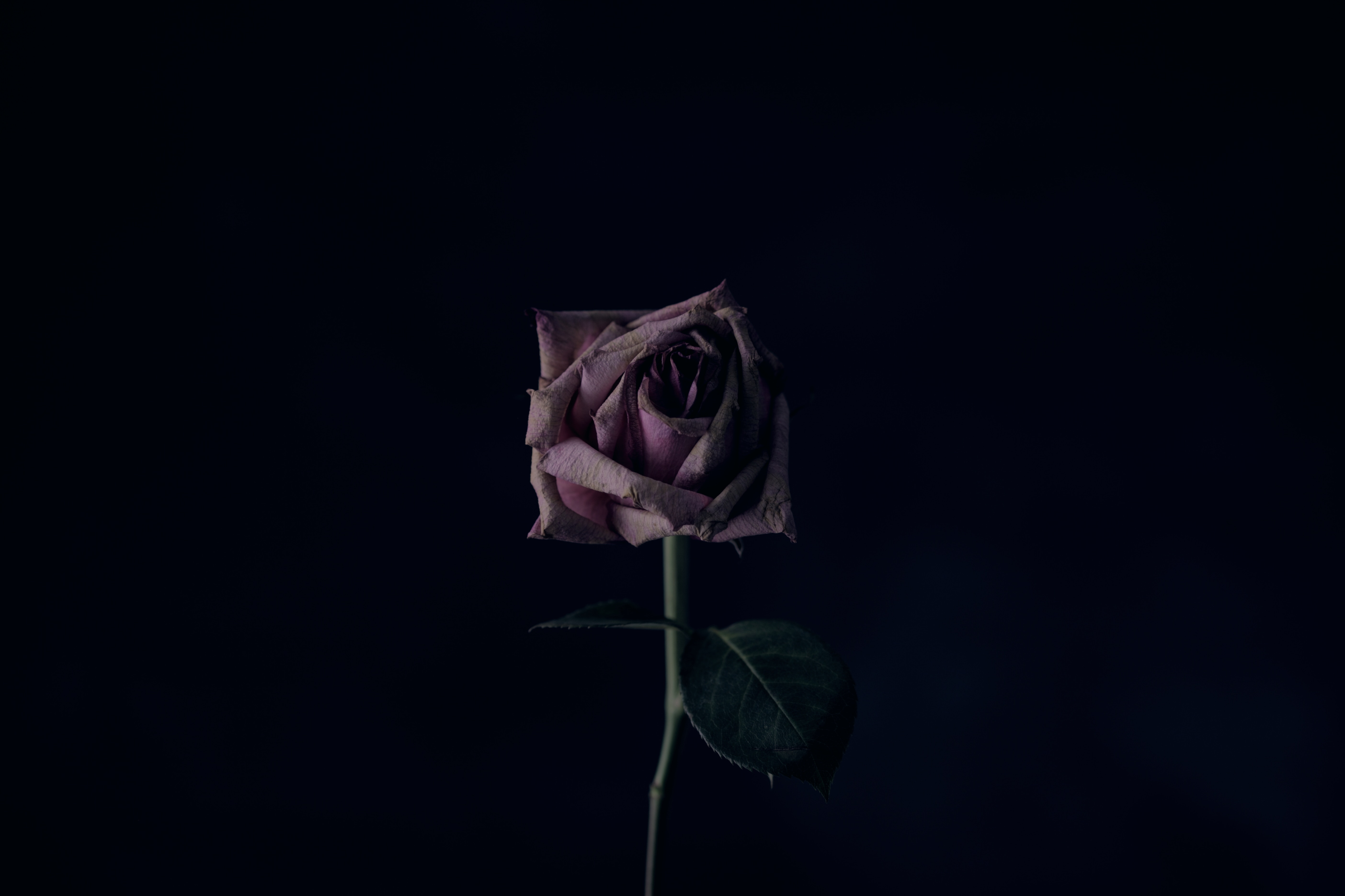 Black Rose Wallpaper 4k - HD Wallpaper 