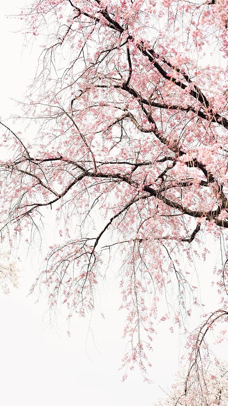 Cherry Blossom Iphone Backgrounds - HD Wallpaper 