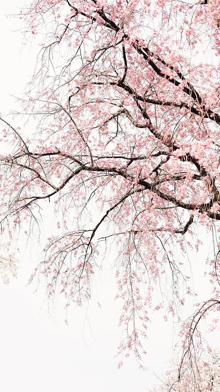 Cherry Blossom Iphone Backgrounds - HD Wallpaper 