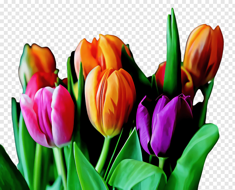 Lily Flower, Tulip, Flora, Blossom, Desktop Wallpaper, - Hintergrundbilder Mit Tulpen Kostenlos - HD Wallpaper 