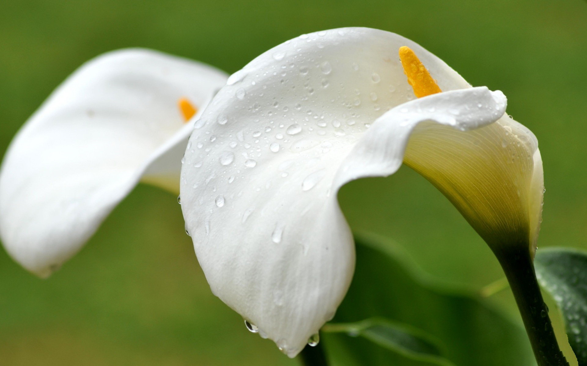 Awesome Calla Lily Free Background Id - Arum - HD Wallpaper 
