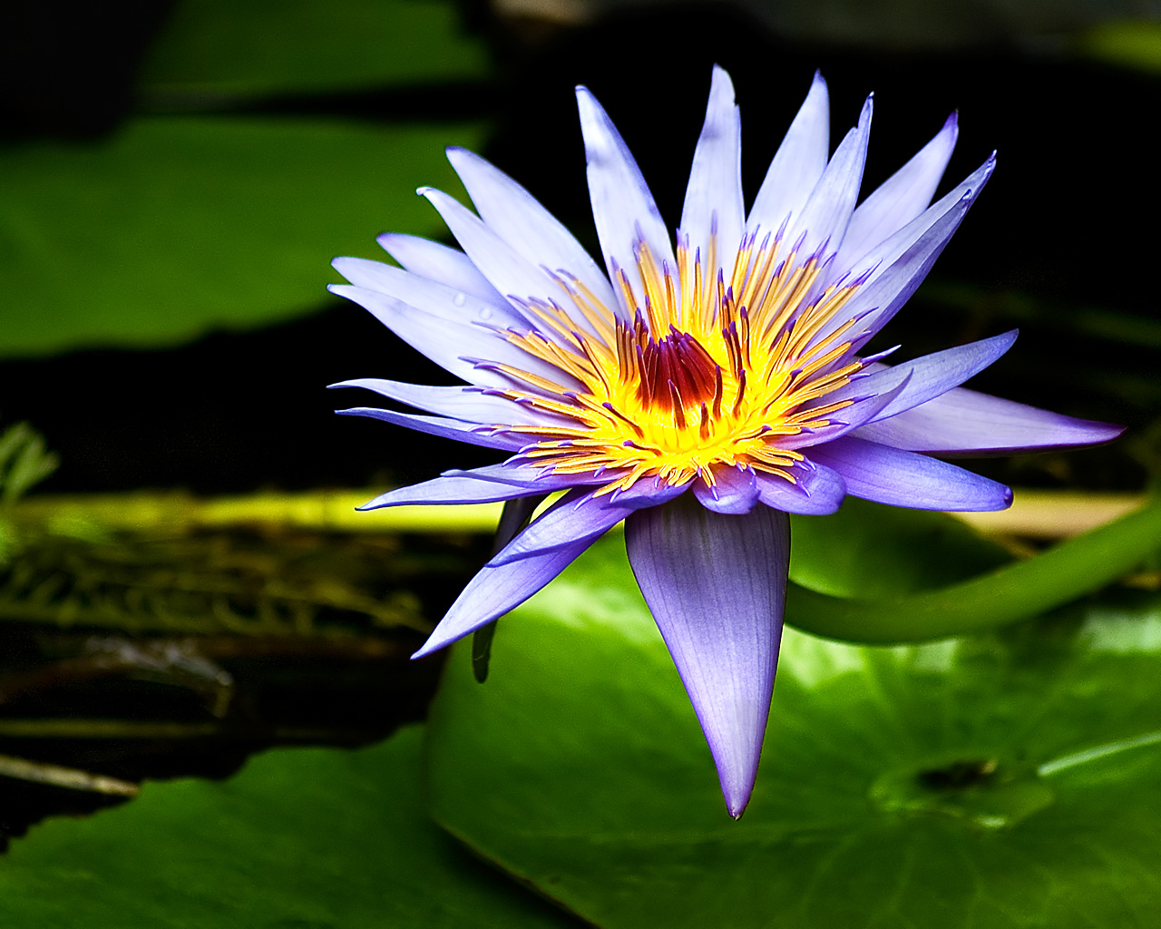 Lily Flower Wallpaper - Beautiful Pics Of Lily Flowers - HD Wallpaper 