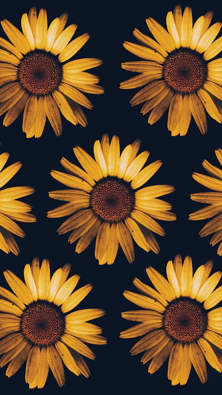 Sunflower Backgrounds - HD Wallpaper 