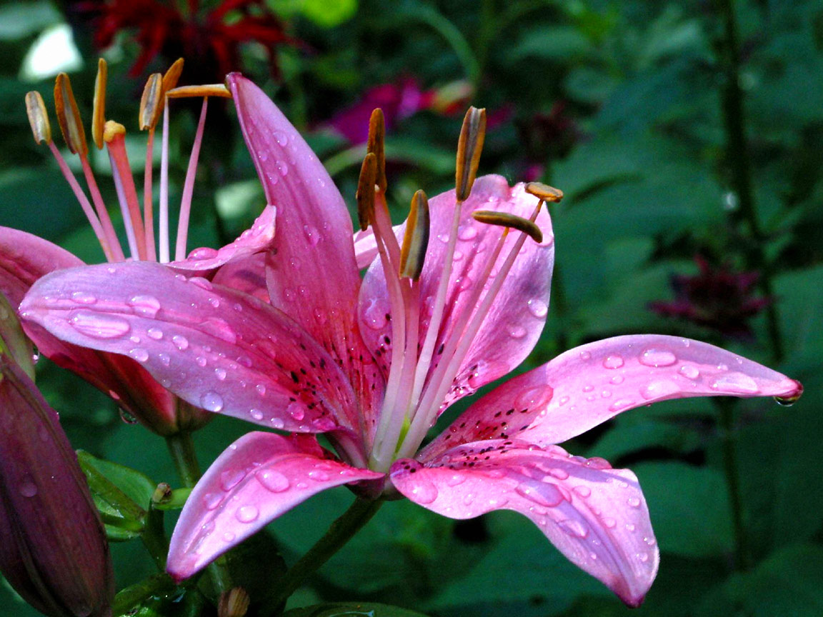 Lily Flower Images Download - HD Wallpaper 