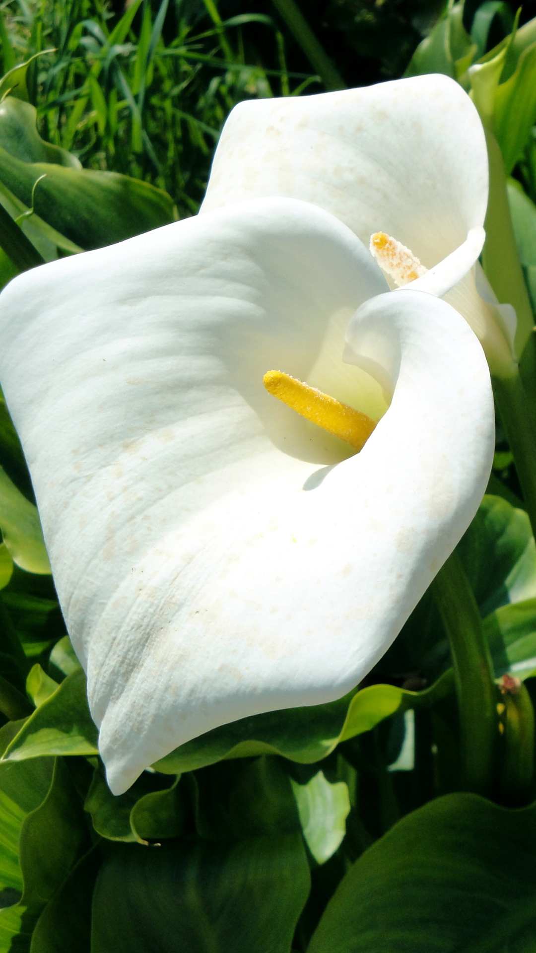 Calla Lily - HD Wallpaper 