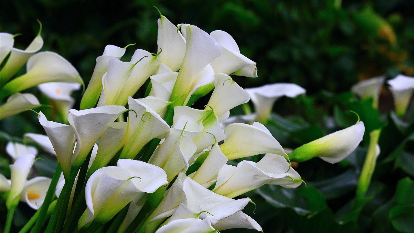 Fresh Calla Lilies Flower Plants Photo Wallpaper - Calla Lily Flower - HD Wallpaper 