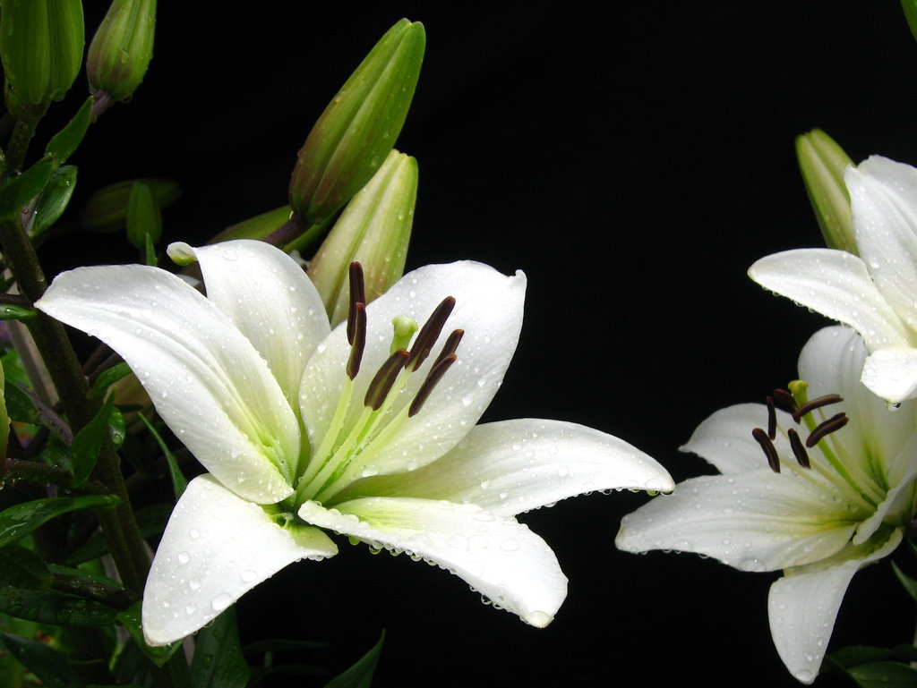 White Lily Flower Pc - White Lily Flower - HD Wallpaper 