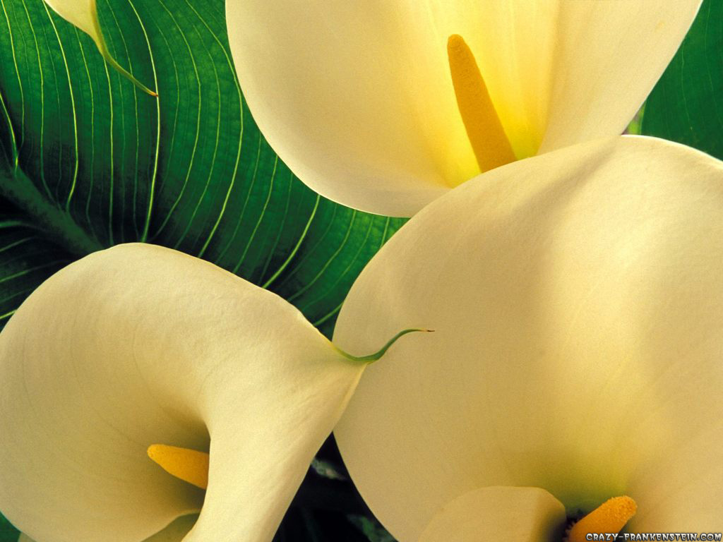 Calla Lilies - HD Wallpaper 