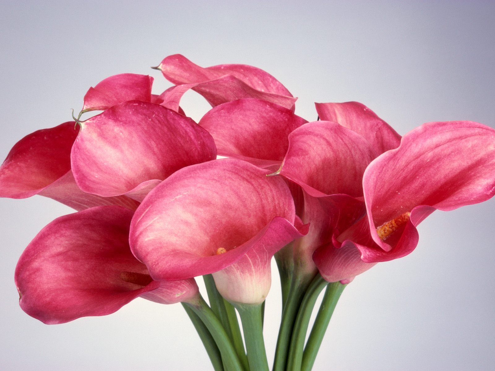 Pink Calla Lilies - HD Wallpaper 