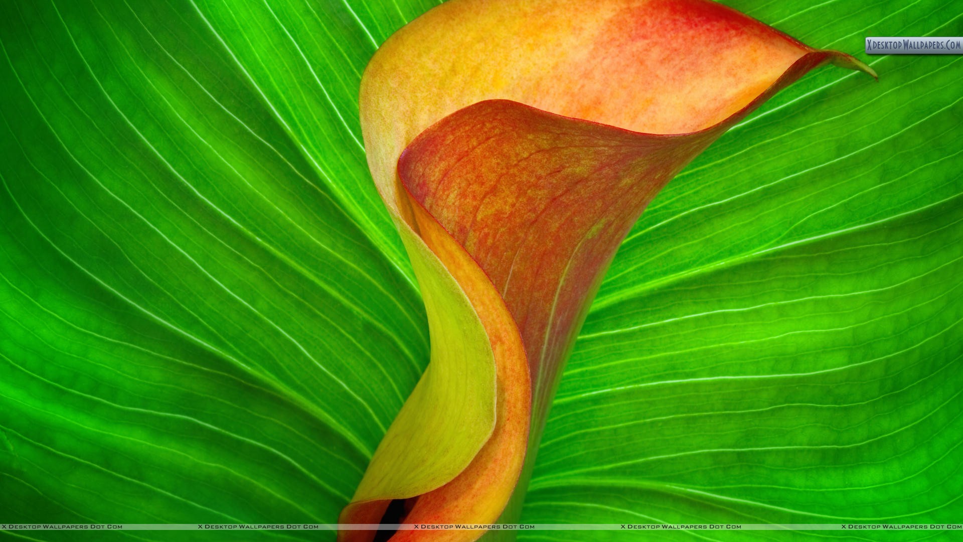 Orange Calla Lily - HD Wallpaper 