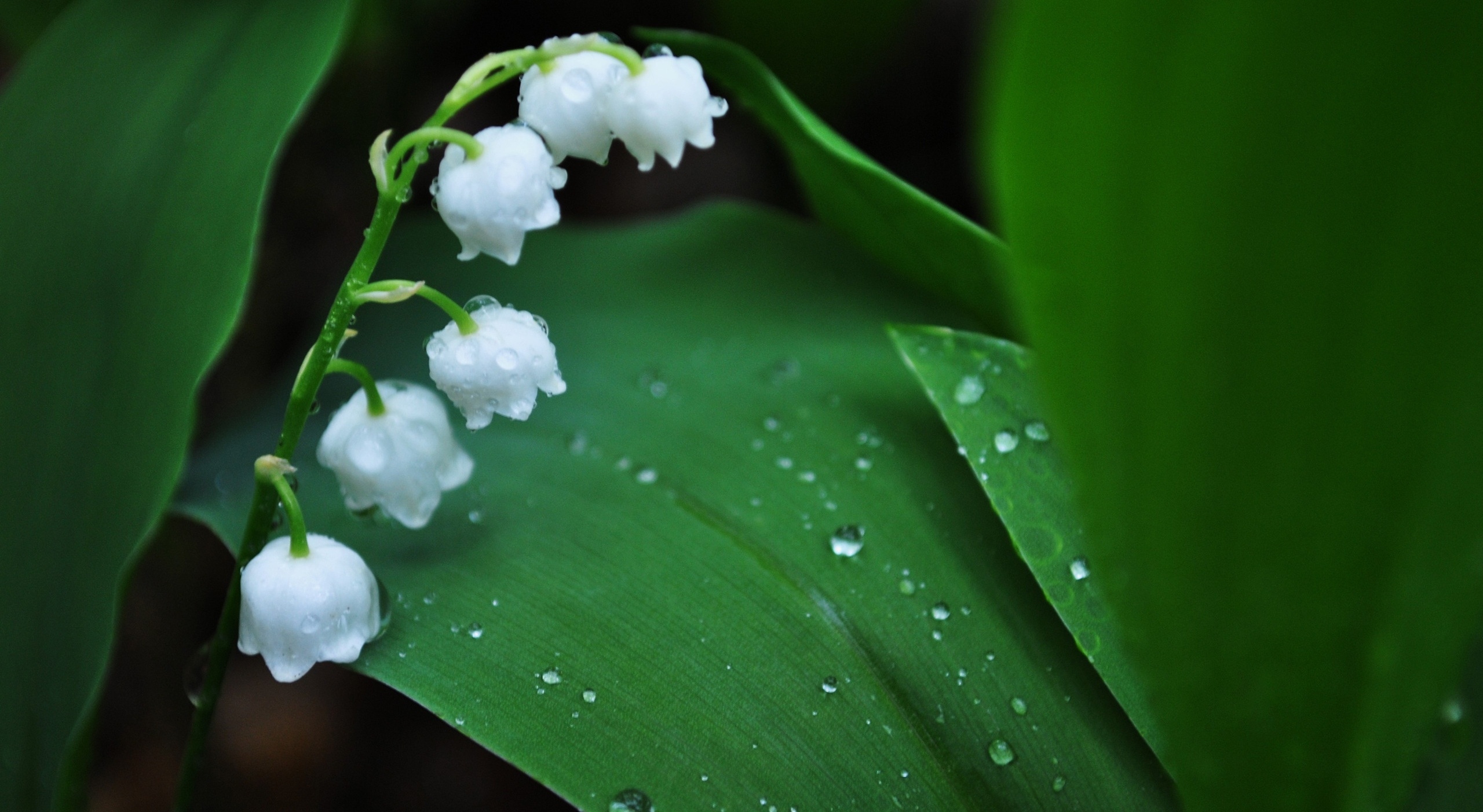 White Lily Flower Wallpaper Hd Download - White Lily Water Drop Flowers - HD Wallpaper 