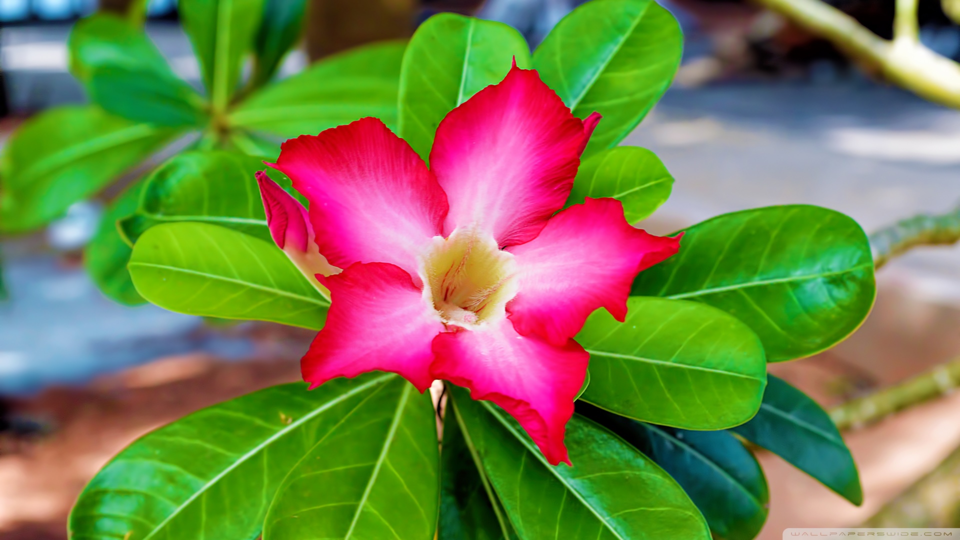 Full Hd Lily Flowers - HD Wallpaper 
