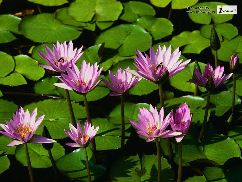 Water Lilies Jpg - HD Wallpaper 