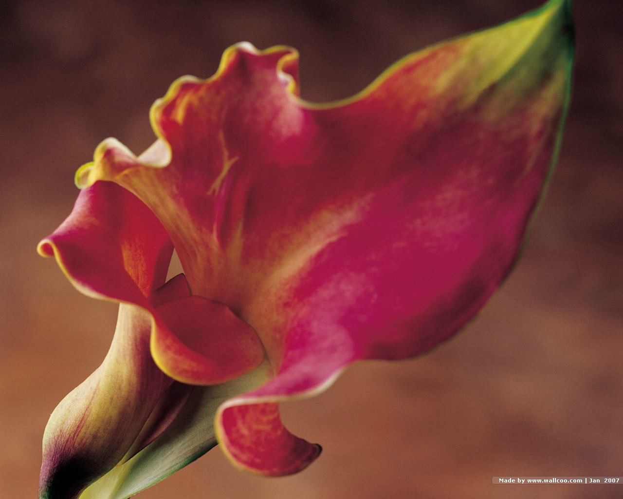 Calla Lily - HD Wallpaper 