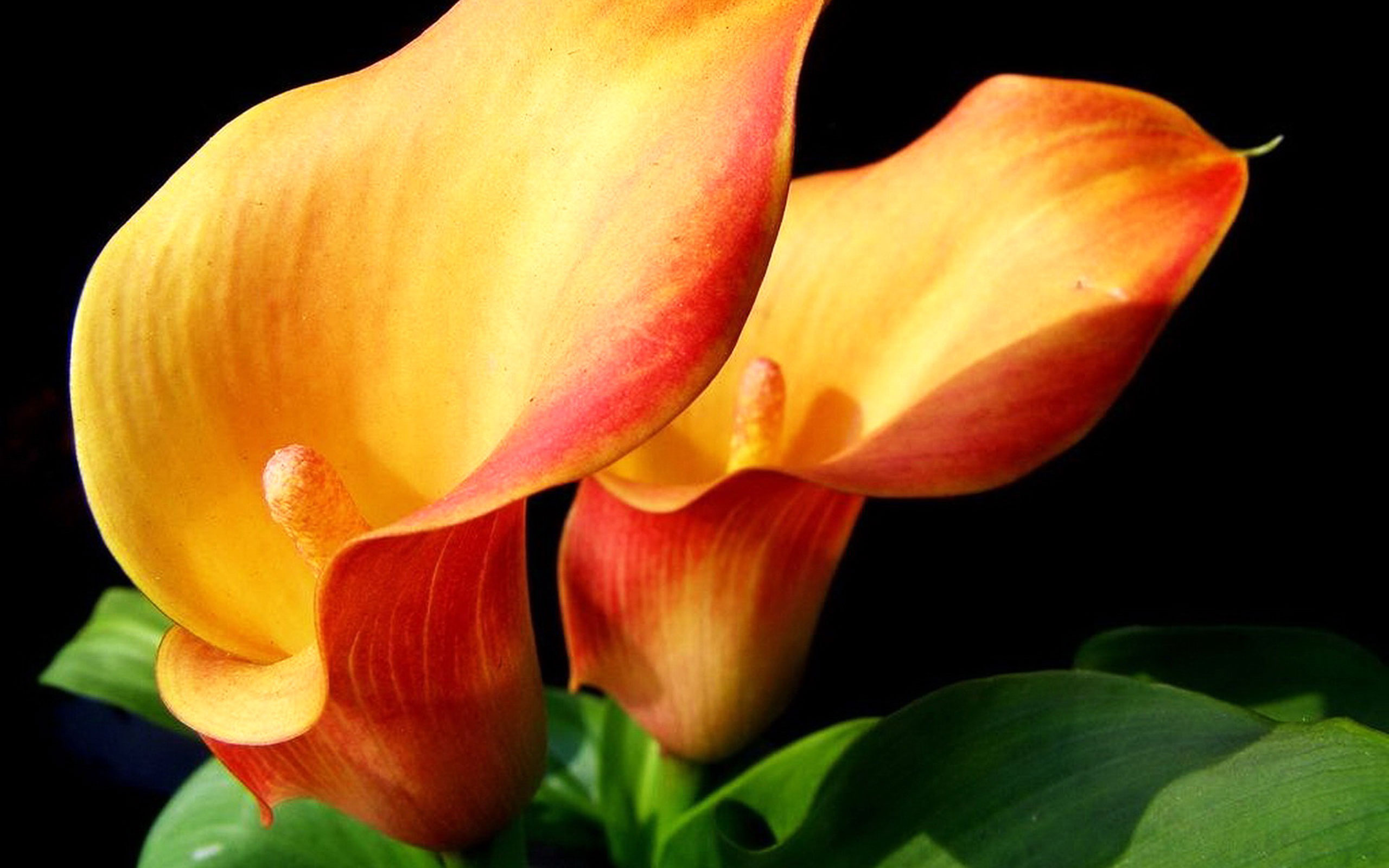 Orange Calla Lily Flowers - HD Wallpaper 