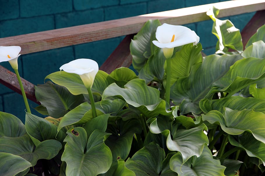Zantedeschia, Flowers, Plant, White Flowers, Calla, - Outdoor Lily Plants - HD Wallpaper 