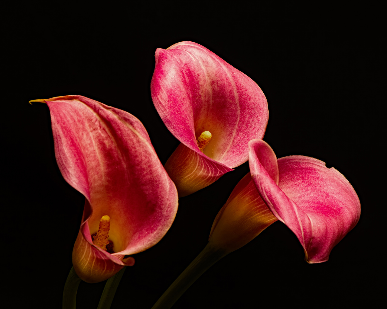 Flower - HD Wallpaper 