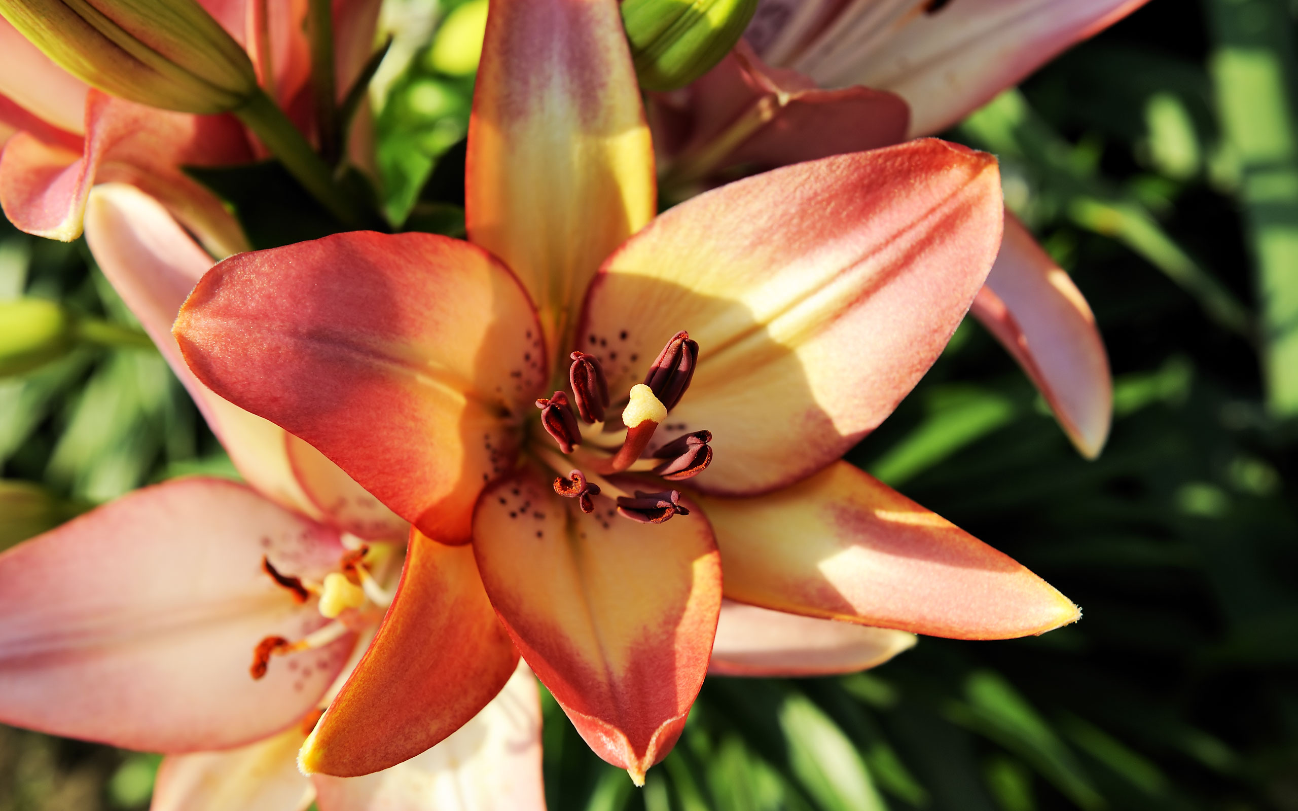 Wallpapers - Flowering Plants Hd Lily - HD Wallpaper 