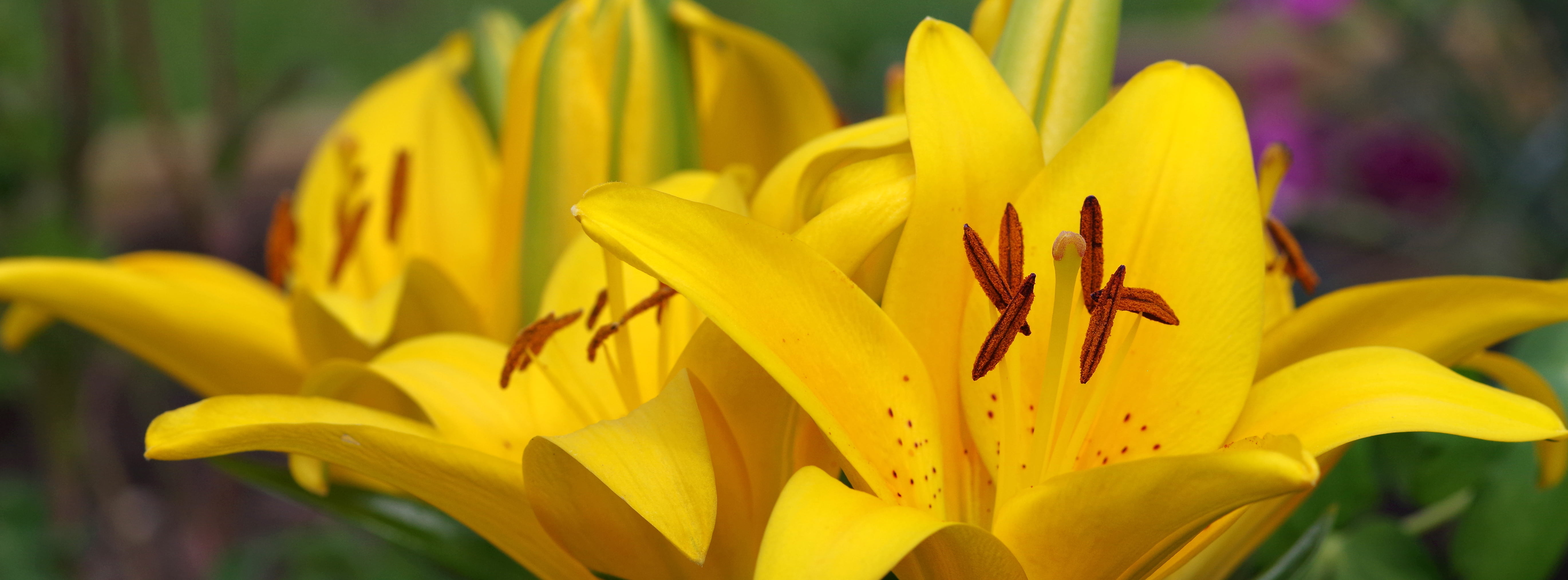 Lily Flower Facebook Cover - HD Wallpaper 