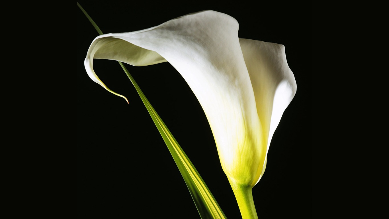 Fresh Calla Lilies Flower Plants Photo Wallpaper - Exotic Flower - HD Wallpaper 