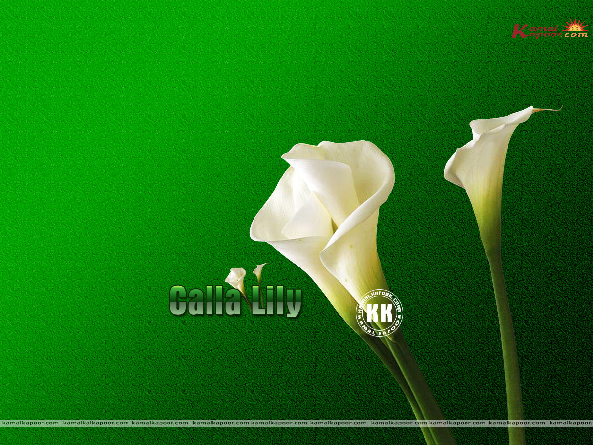 Calla Lily - HD Wallpaper 