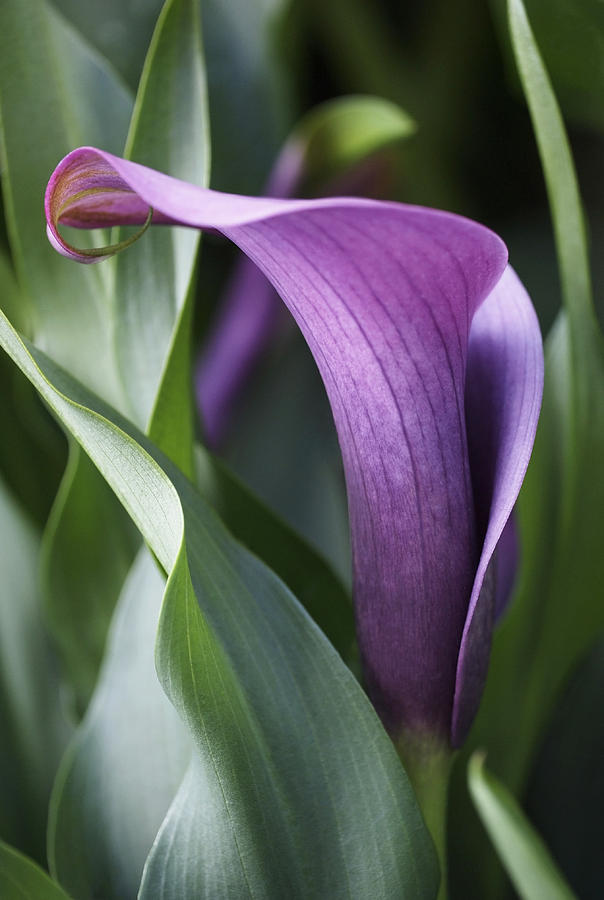 Flower Purple Calla Lily - HD Wallpaper 