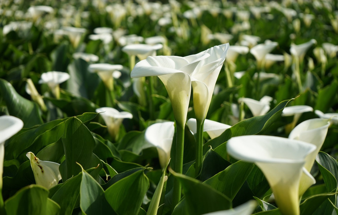 Photo Wallpaper White, A Lot, Calla Lilies - HD Wallpaper 