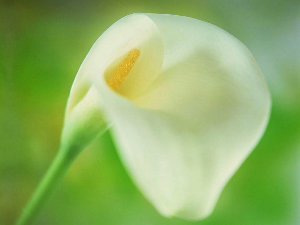 Calla Lily Flower Wallpapers - Fondo De Pantalla Calas - HD Wallpaper 