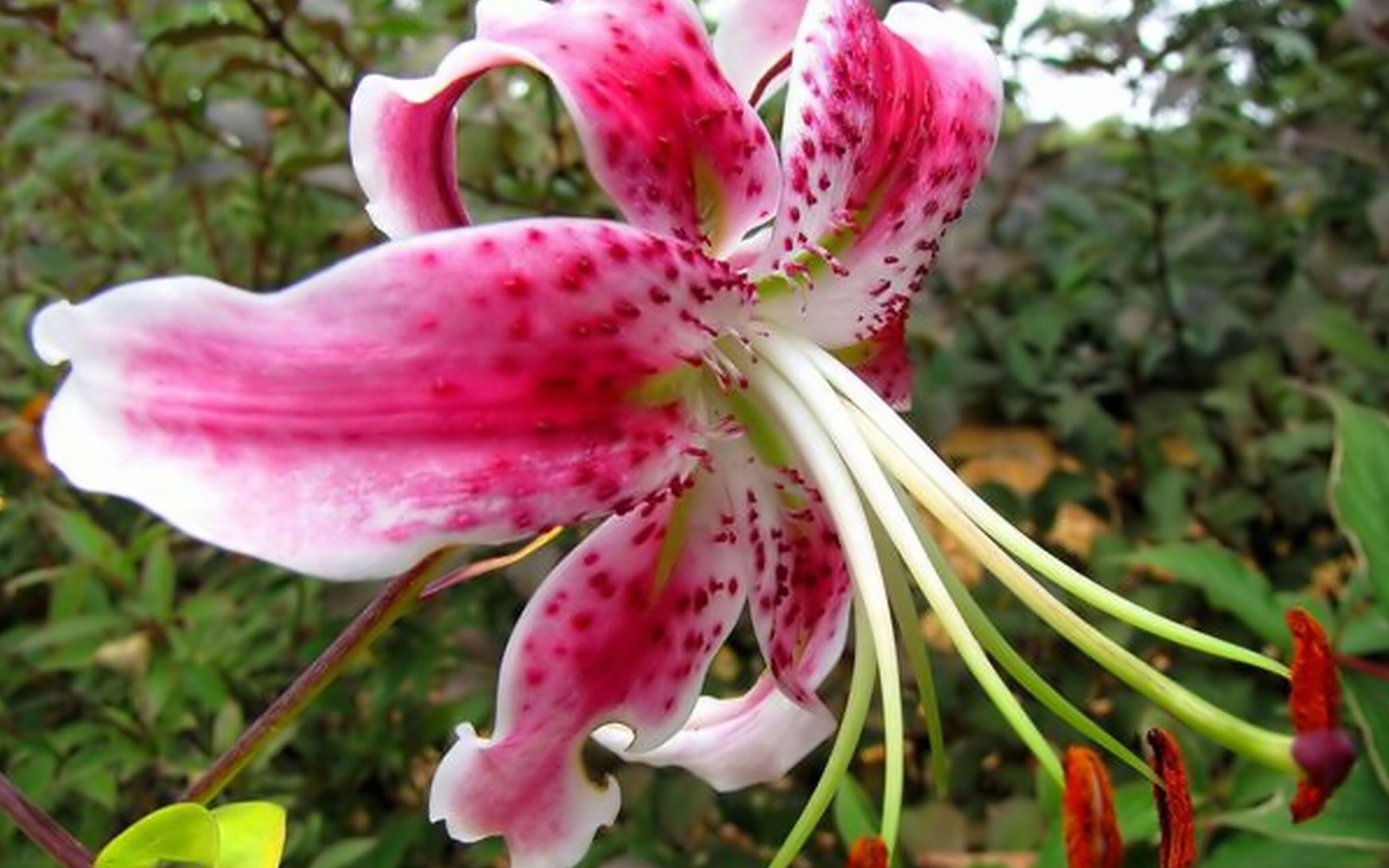 Animal Life Flowers Lily Flower Macro Photography 385050 - Pink Flowers That Bloom - HD Wallpaper 