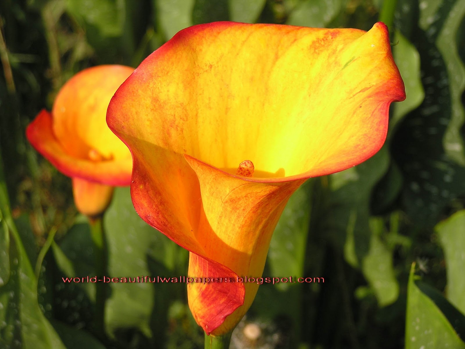 Yellow Orange Calla Lilies - HD Wallpaper 