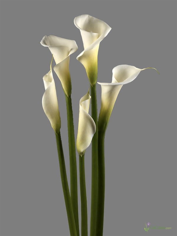 Hd Quality Wallpaper Calla Lily 600x800 Wallpaper teahub.io