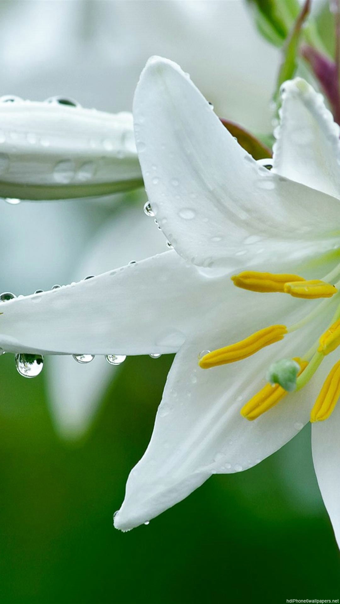 1080x1920, Lily Flowers Iphone 6 Wallpapers Hd - Lily Flowers In Rain - HD Wallpaper 