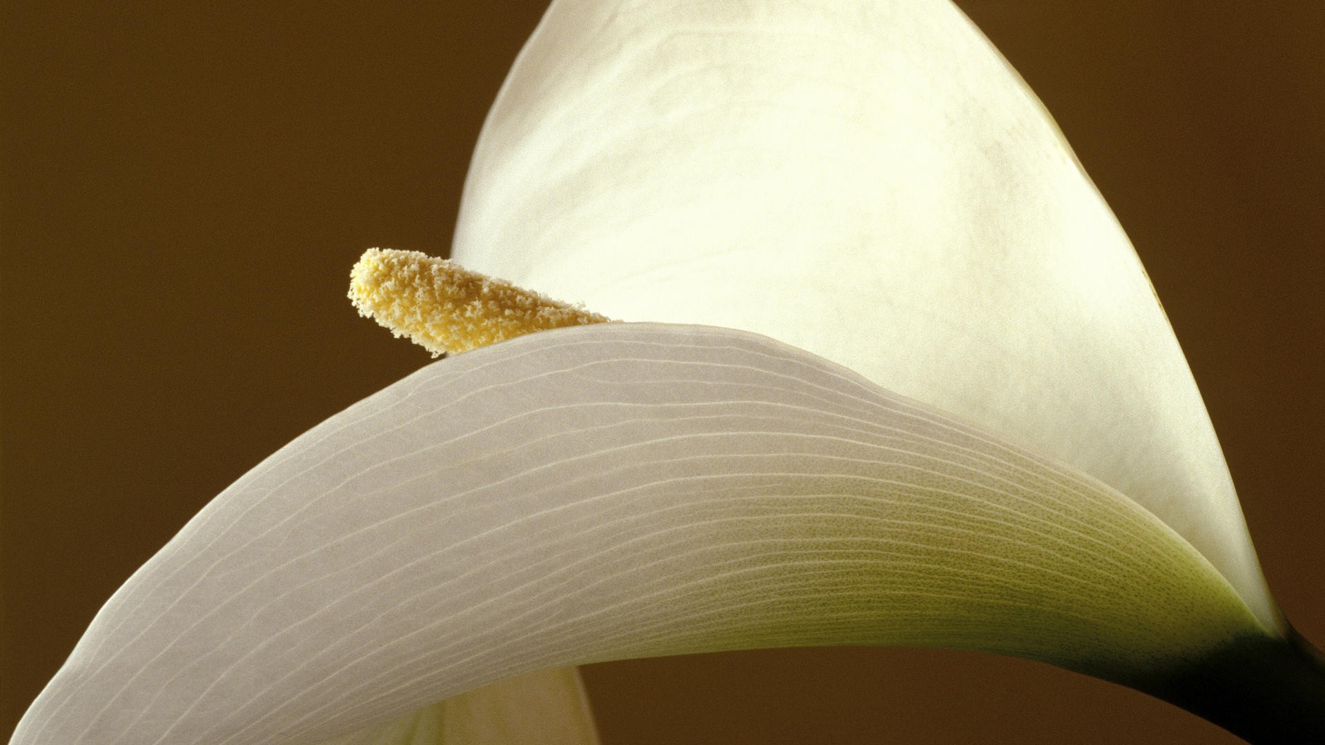 Calla Lilies Pictures - HD Wallpaper 