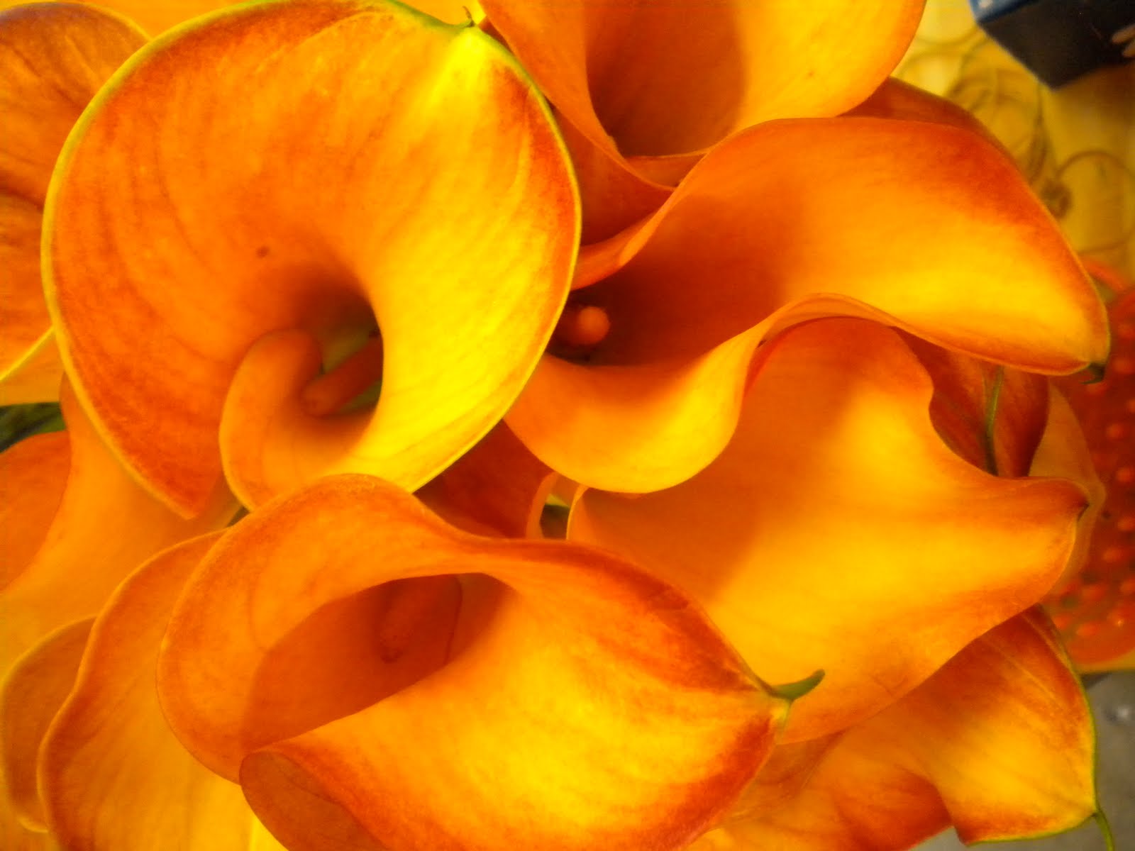 Calla Lilies Nature Romance Love Flowers Hd Wallpaper - Wedding - HD Wallpaper 