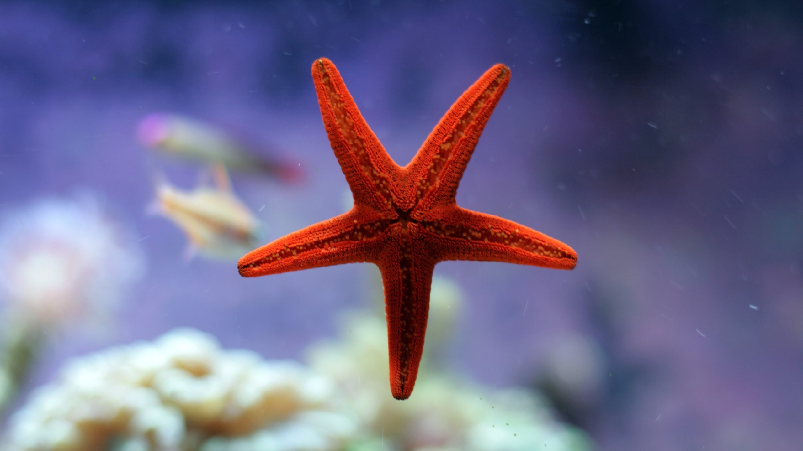 Starfish Hd - HD Wallpaper 