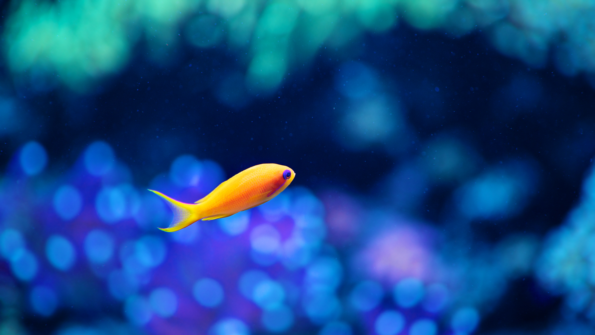 Fish Background - HD Wallpaper 