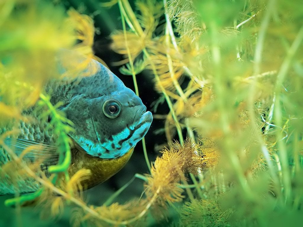 Fresh Water Fish Wallpaper - Green Fresh Water Tropical Fish - HD Wallpaper 