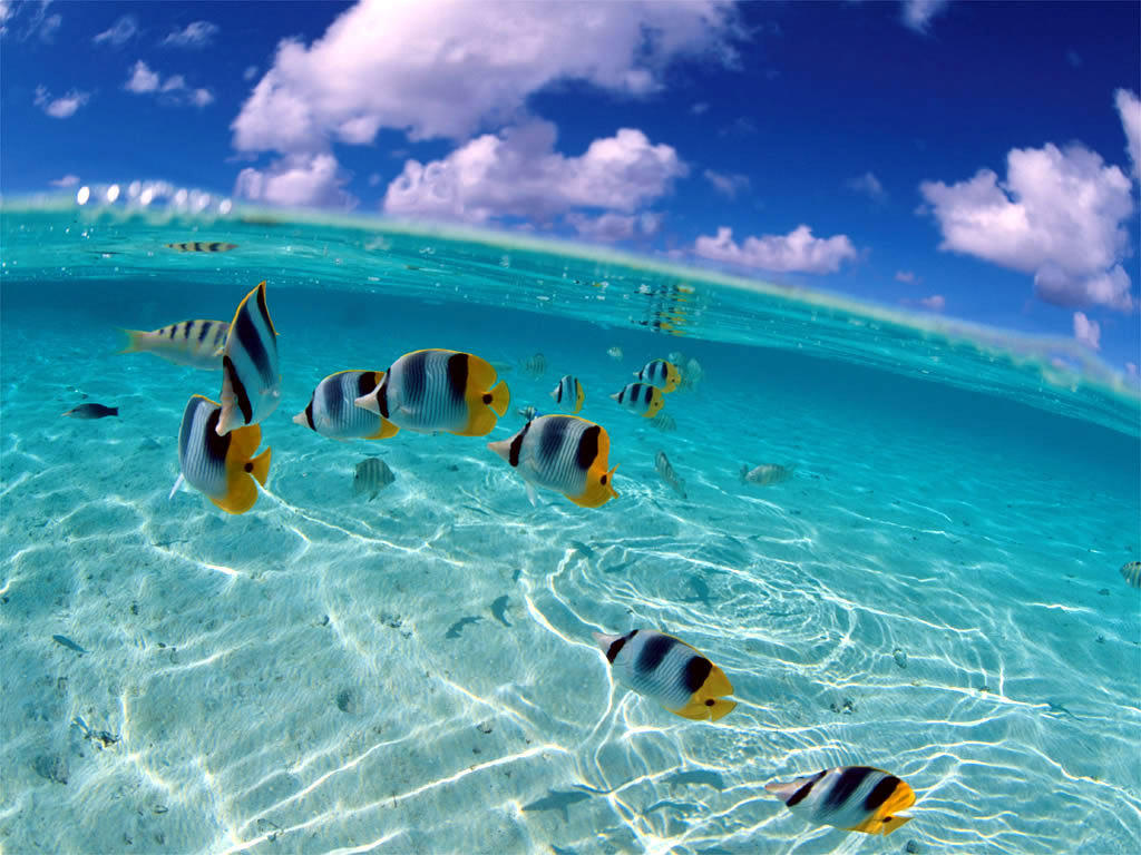 Bahamas Fish In Clear Water - San Andres Mar De Los 7 Colores - HD Wallpaper 
