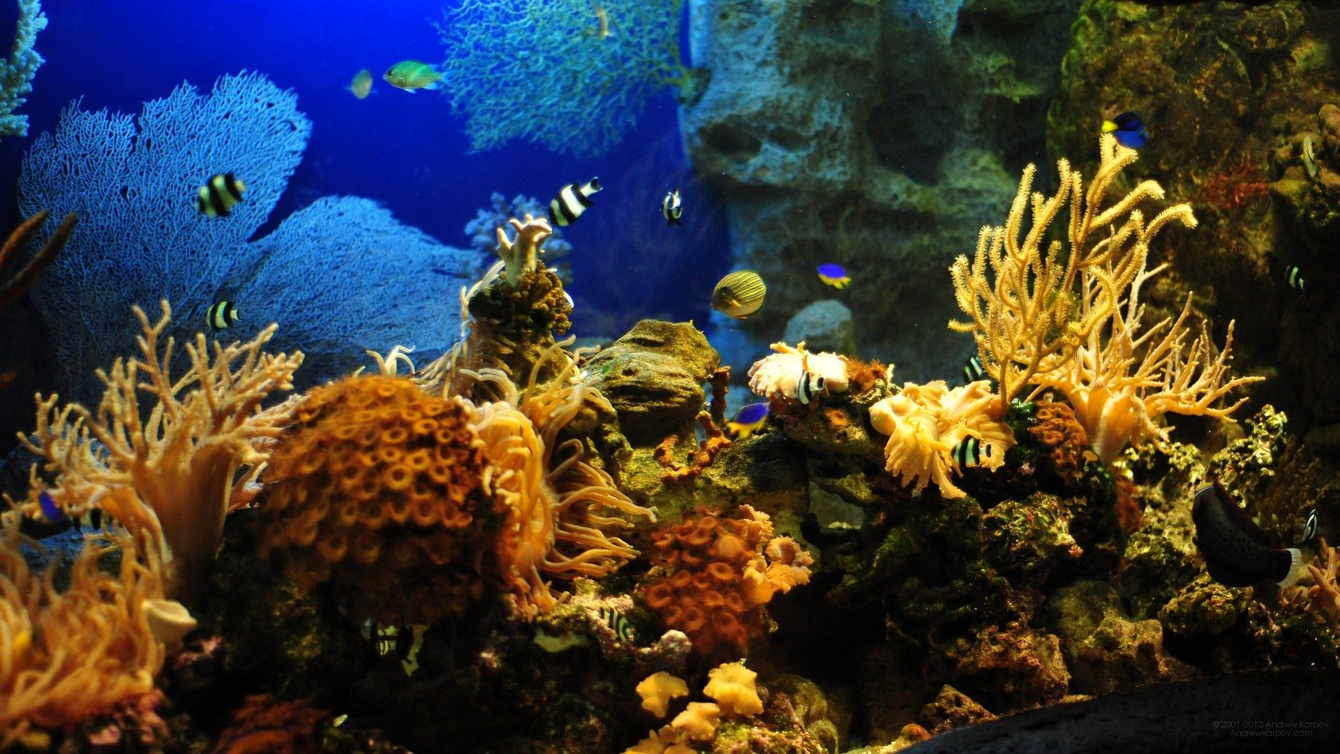 Sea Background For Aquarium - HD Wallpaper 