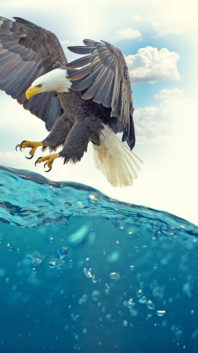 Fish, Eagle, Underwater, 4k - Fish Eagle Under Water - HD Wallpaper 