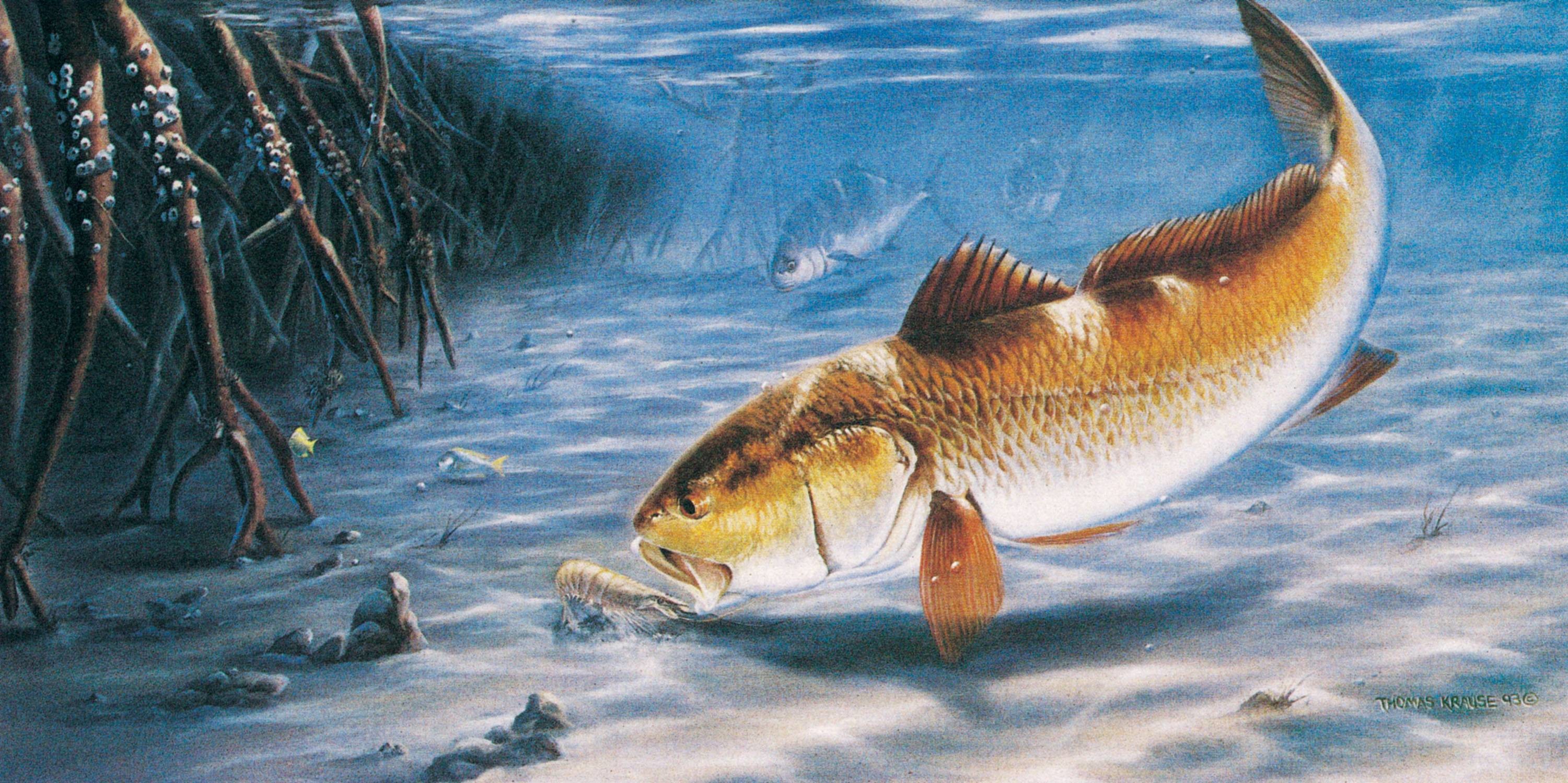 Redfish Wallpaper 14917 Hd Wallpapers - HD Wallpaper 