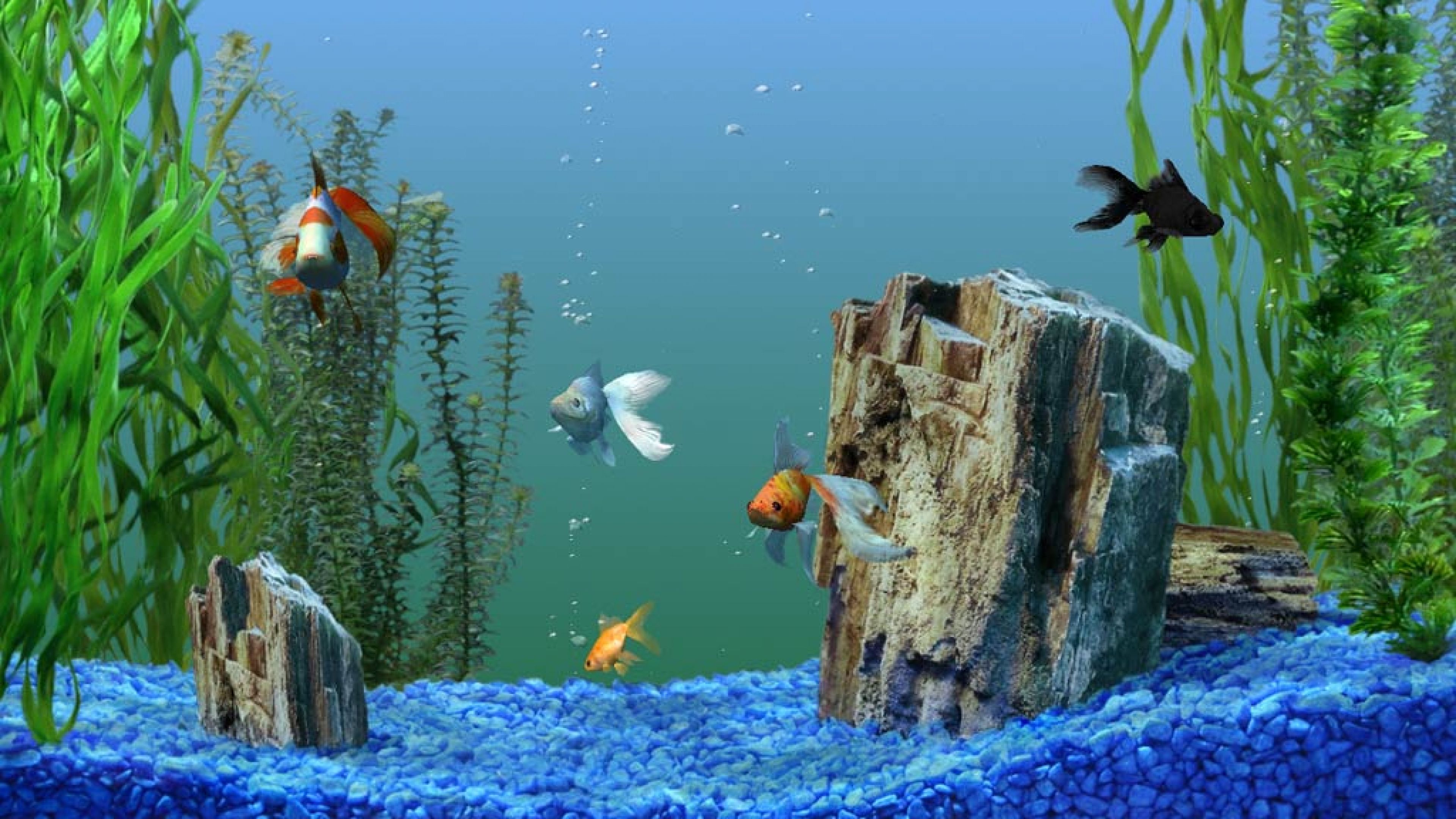 Nature Hd Fish Wallpaper Most 
 Data-src /full/747435 - Pebbles In Fish Tank - HD Wallpaper 