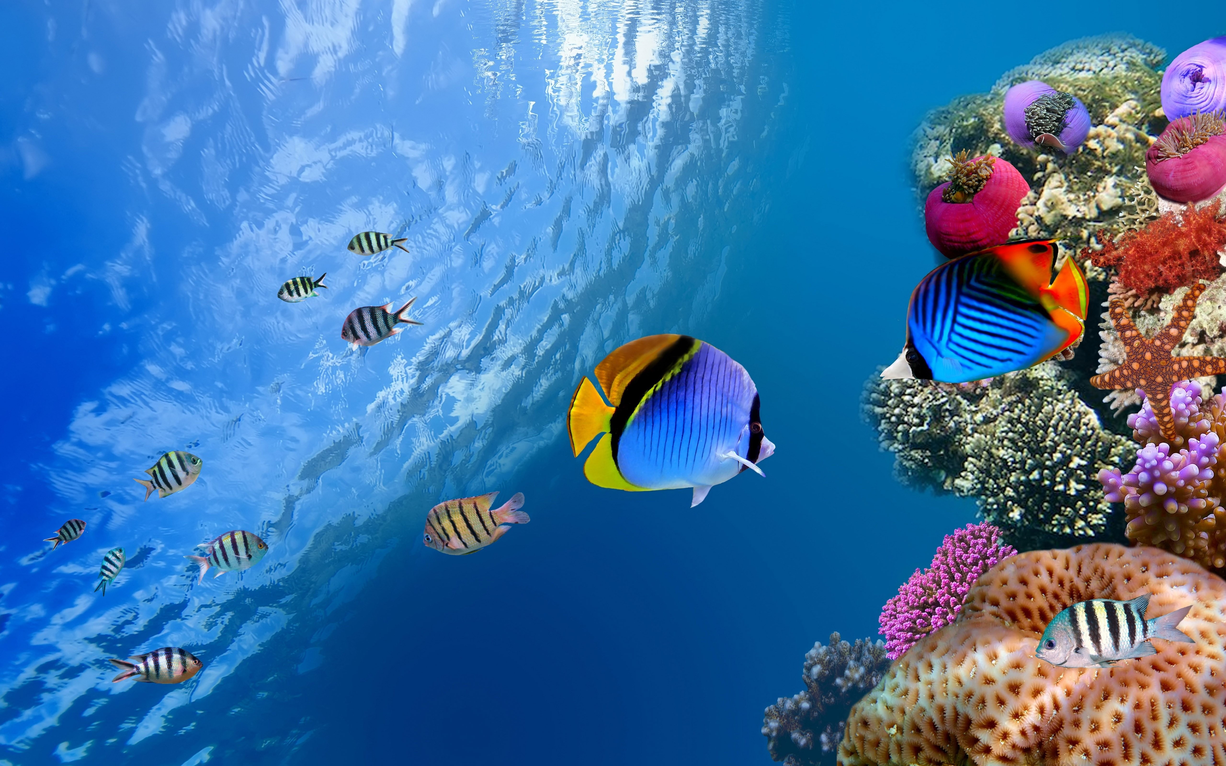 Ocean, Sealife, Desktop Images,fish, Underwater Hd - Colour Fish In Sea - HD Wallpaper 