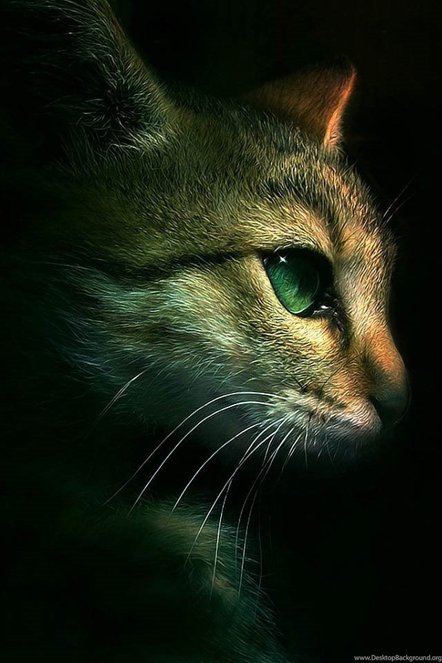 Cat Iphone 4s Wallpapers Download - Best Cat Wall Paper - HD Wallpaper 