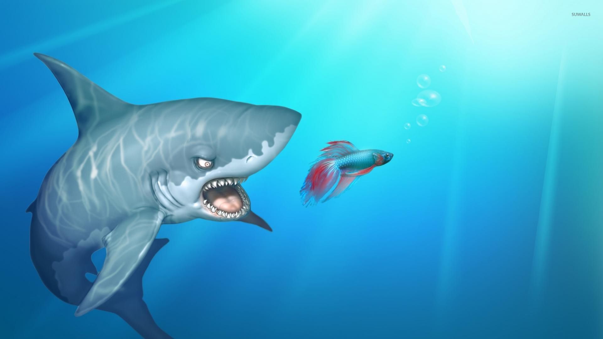 Shark Attack - HD Wallpaper 