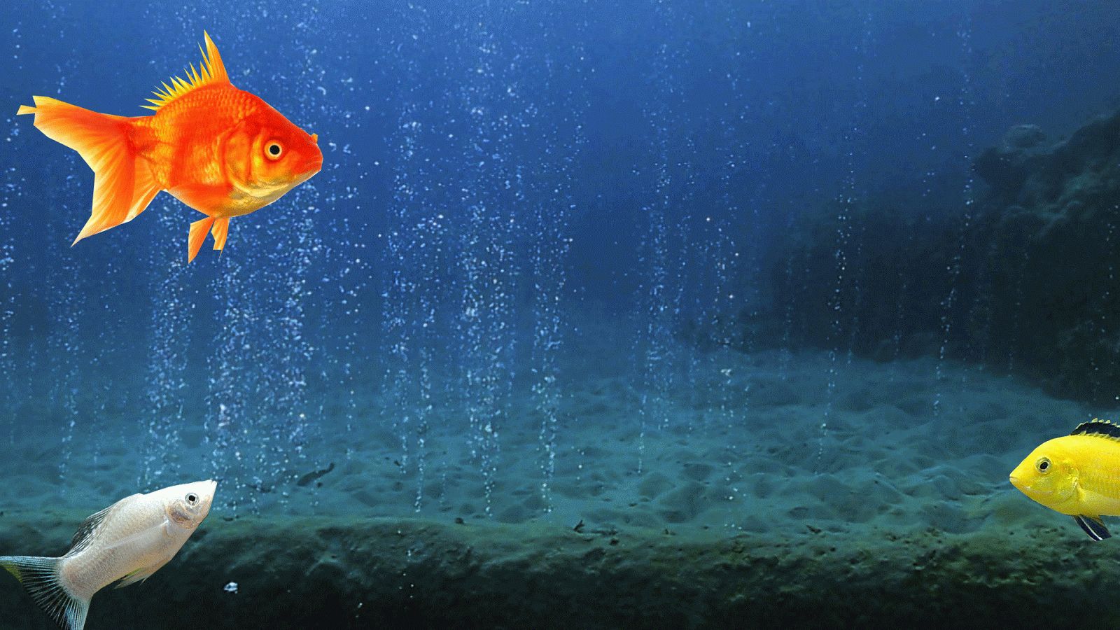 Gif Wallpaper Gold Fish - HD Wallpaper 