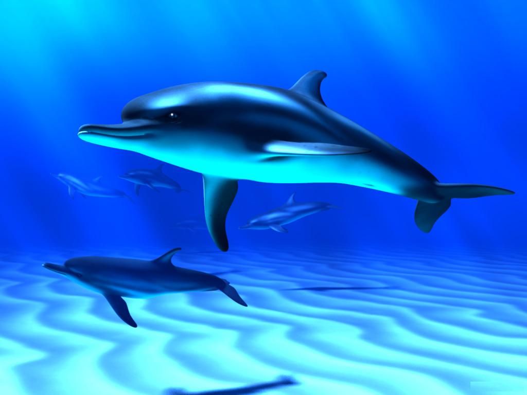 Water Fish Wallpaper Hd - 1024x768 Wallpaper Water Fish Wallpaper Hd - 1024x768 Wallpaper