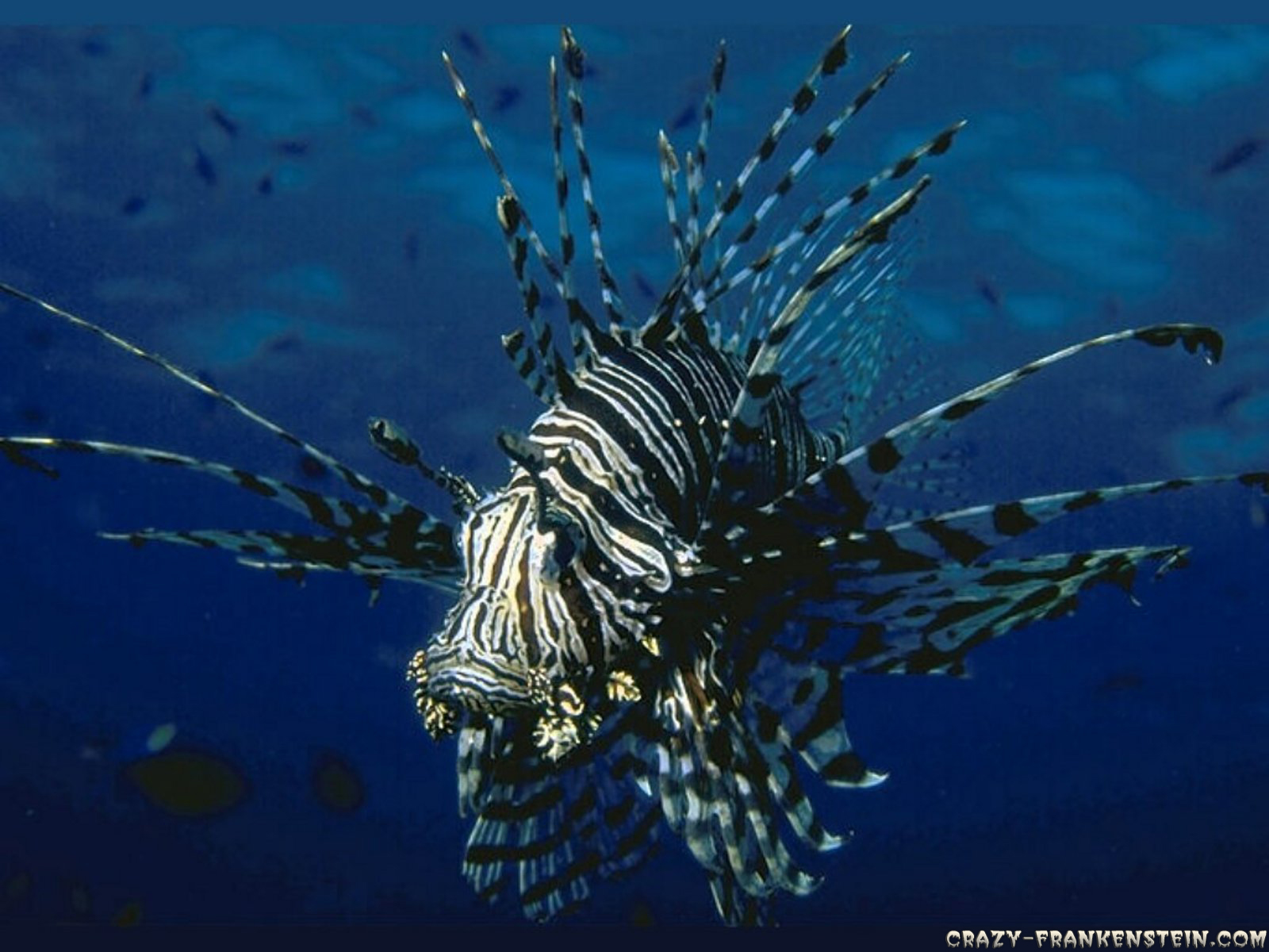 Dangerous Fish In Sea - HD Wallpaper 