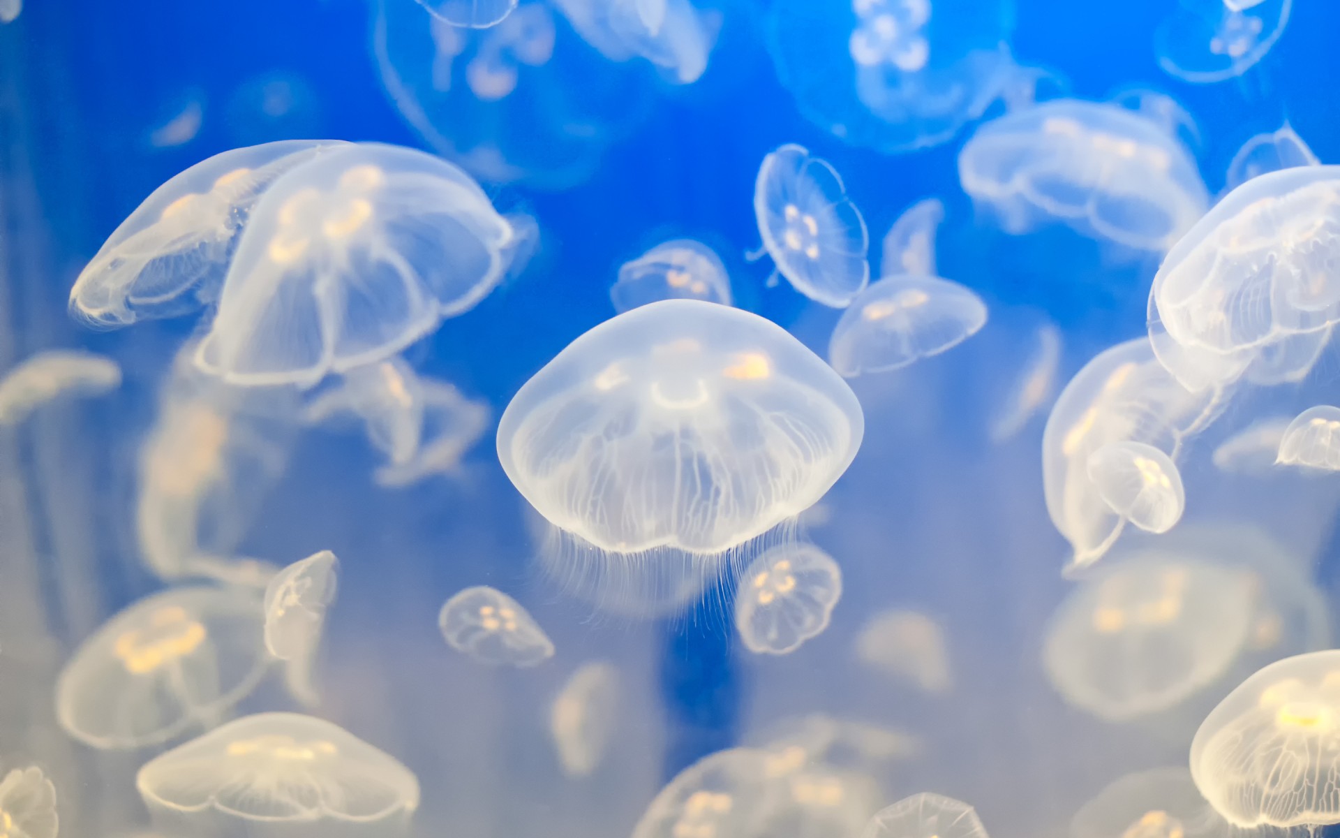 Jellyfish Background - HD Wallpaper 